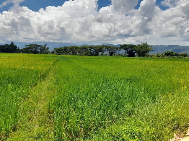 ขายด่วน ที่ดิน 2 แปลง ติดถนน  4ไร่ 14 ตร.วา และ  3 ไร่ 1 งาน 82 ตร.วา ที่ตั้ง ต.ม่วงคำ อ.พาน จ.เชียงราย