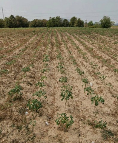 ขายที่ดินสวยใกล้แหลมฉบังชลบุรี พื้นที่สีเหลือง ​ศรีราชา​ จ.ชลบุรี​ เนื้อที่​  385-2- 6.9  ไร่