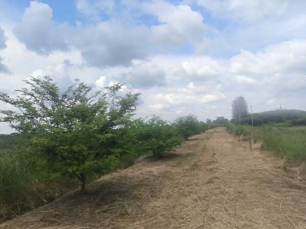  ที่ดินเปล่าทำเลทอง! นครชัยศรี ขายถูกกว่าตลาดมาก ที่ตั้ง: ต.บางแก้วฟ้า อ.นครชัยศรี จ.นครปฐม ห่างจาก ทางด่วนกาญจนาภิเษกเพียง 1.6 กิโลเมตร